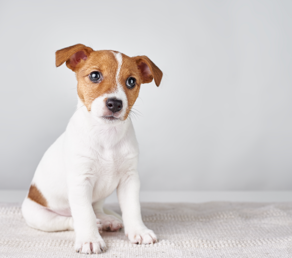 Crate Training Your New Puppy: A Comprehensive Guide for Beginners